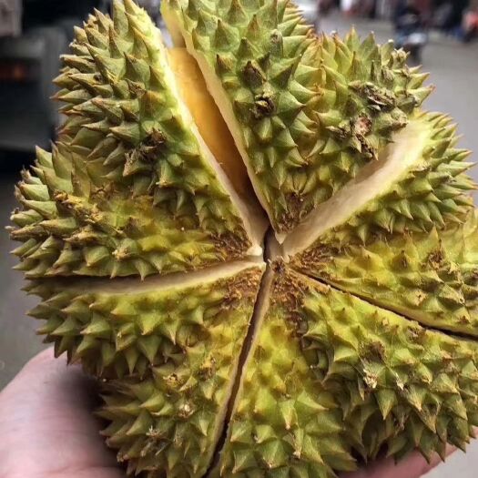 灵山县金枕榴莲苗 泰国金枕榴莲