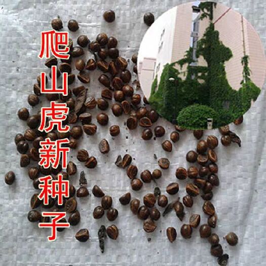 平邑县 爬山虎种子 新种 五叶三叶爬山虎 叶子秋天变红 发芽率高