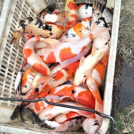 开封 色彩鲜艳血统纯正 三至五斤红白、三色、昭和、秋翠锦鲤