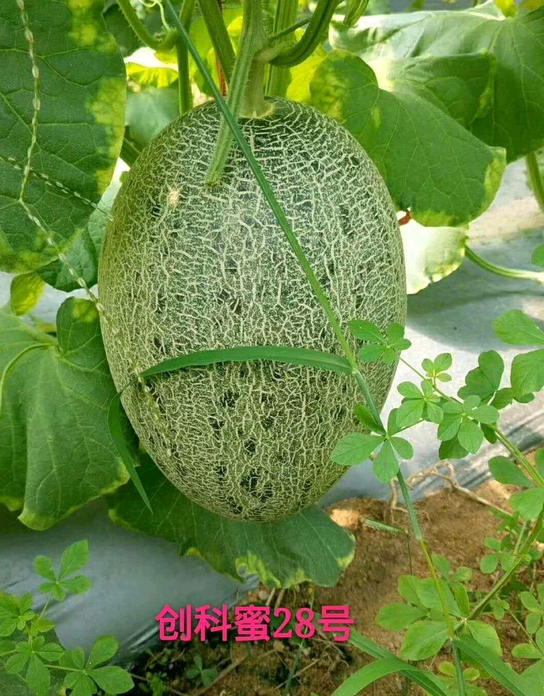 青花蜜种子 创科密34号~早熟大果抗病抗裂性强产量高网纹好品