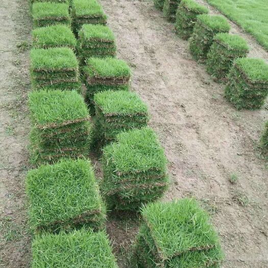郴州 大量供应优质马尼拉草