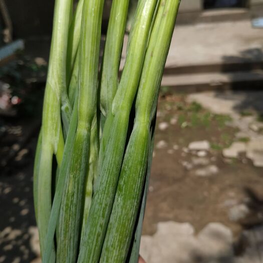 安阳小香葱