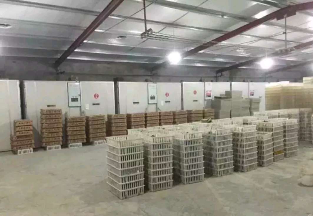  纯种黑瑶土鸡苗，运输包  活，打疫苗，成活  率高