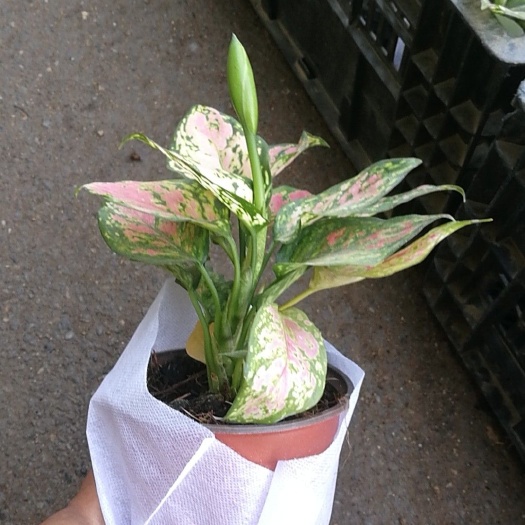 青州市 花叶万年青