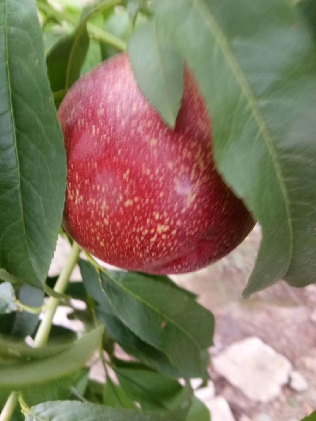  山西油桃 中油4号