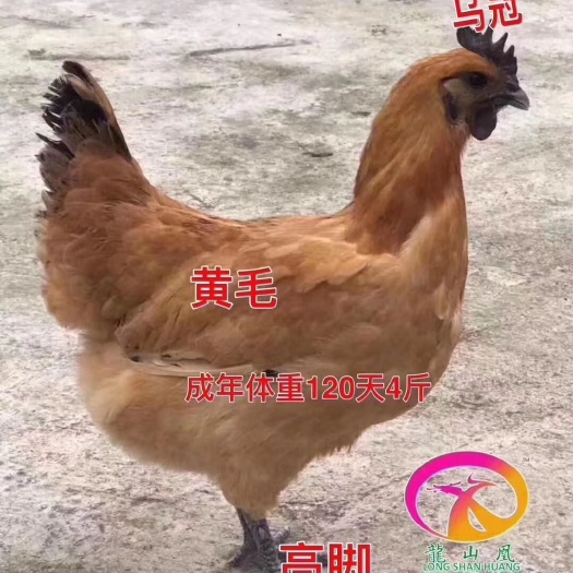 广州龙山青脚土鸡苗
