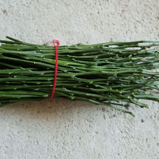 秀山纽荷尔脐橙枝条 橘子树