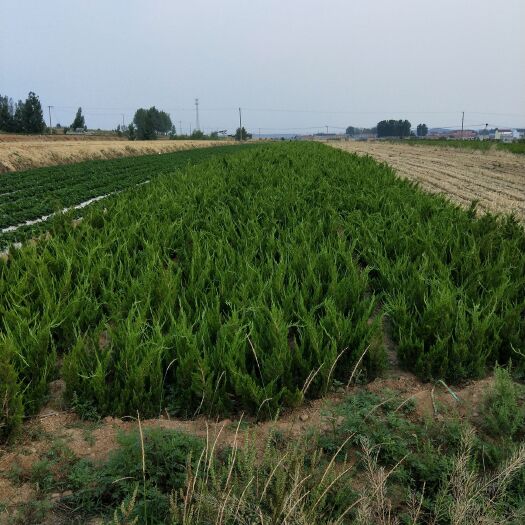 莒南县 小龙柏