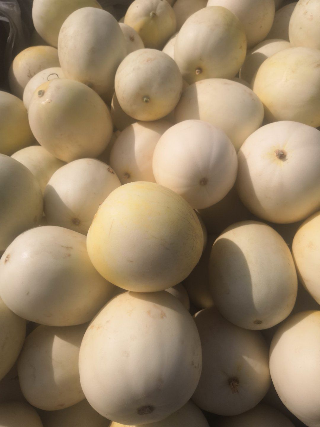 景甜甜瓜,个头均匀,货源充足