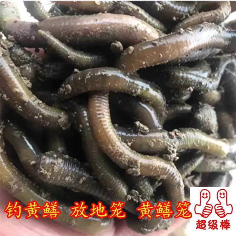 [野生蚯蚓批发] 钓黄鳝 黄鳝龙放地龙 野生青蚯蚓黑蚯蚓大蚯蚓松土蚯蚓大量出售价格17元\/斤 1斤起批