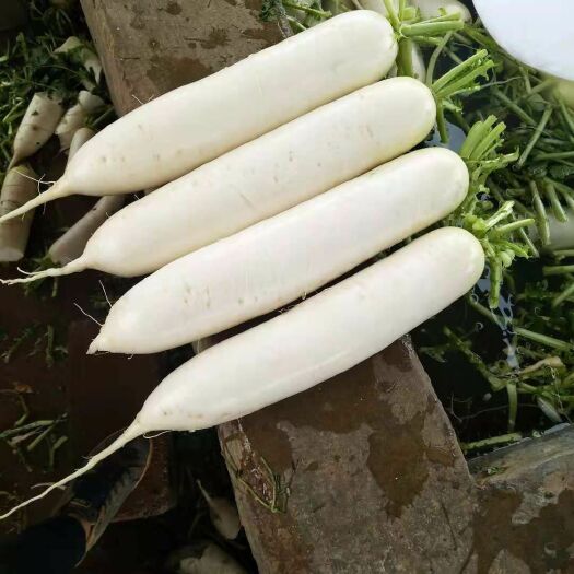 威宁县白萝卜  不是货不好，是没找对人！