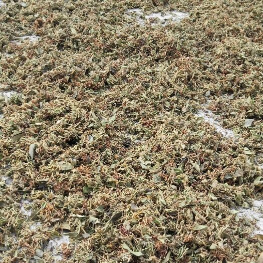 安龙县山银花
