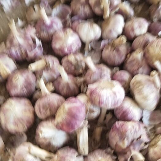 聊城紫皮大蒜 混级统货 多瓣蒜