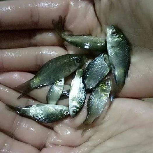 鲫鱼苗  鲫鱼 批发