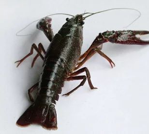 巢湖 小龙虾