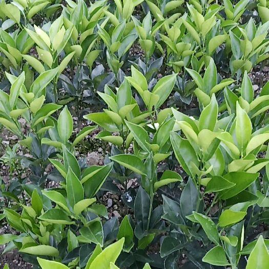 秀山纽荷尔脐橙苗 嫁接苗 0.5米以下