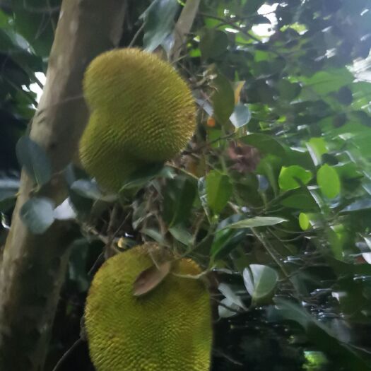 湛江榴莲蜜 菠萝蜜