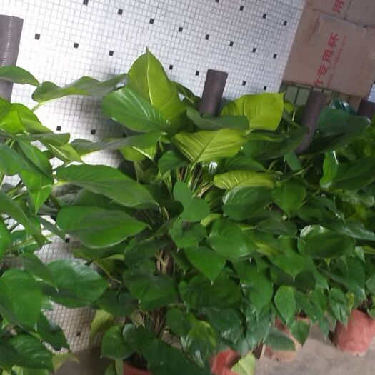 湛江绿萝柱