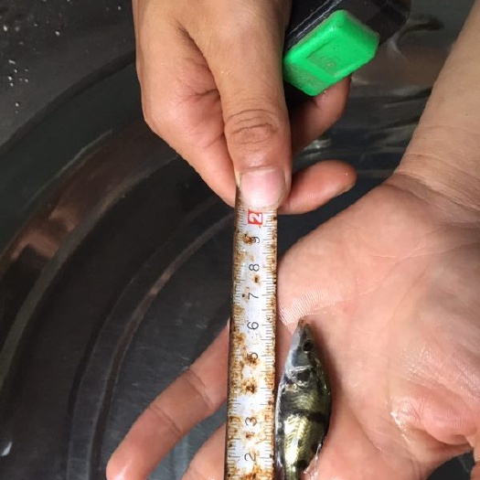 南宁桂鱼苗