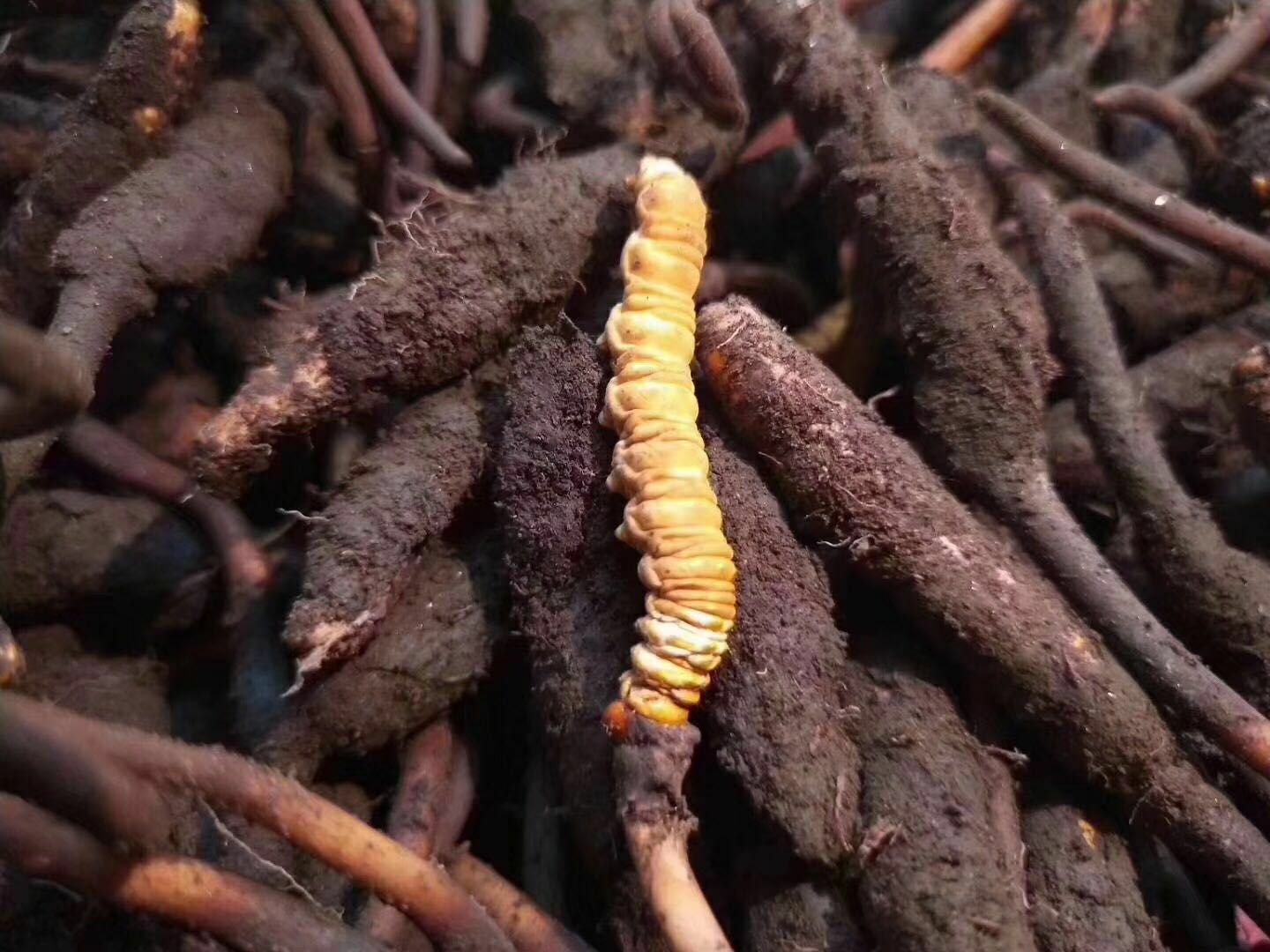 西宁冬虫夏草 祁连山小草