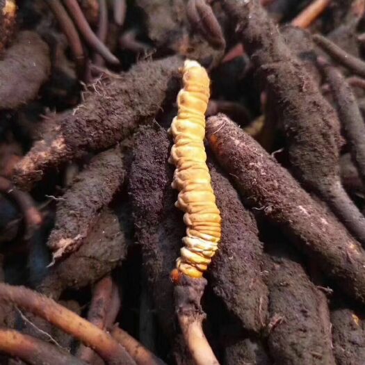 西宁冬虫夏草 祁连山小草
