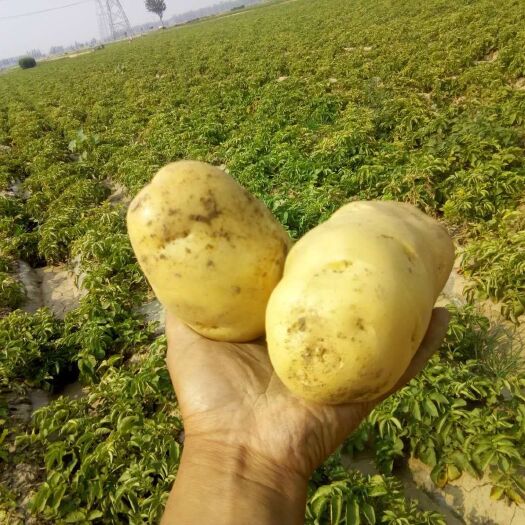 巨野县荷兰15号土豆 量大  保新鲜  要多少有多少