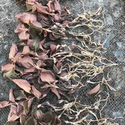 林下种植金线莲