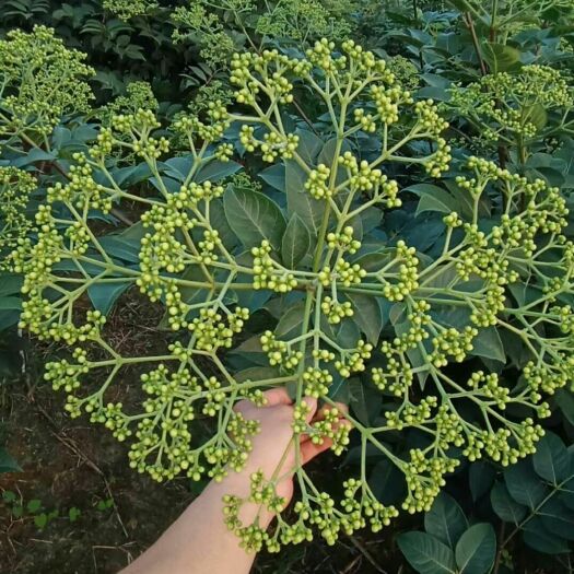 河池 吴茱萸准备产新，有需要的老板请多多关照。