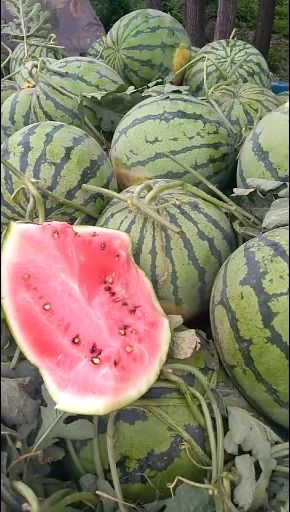 [京欣西瓜批发] 砀山西瓜量大色泽绿亮甜度高卖