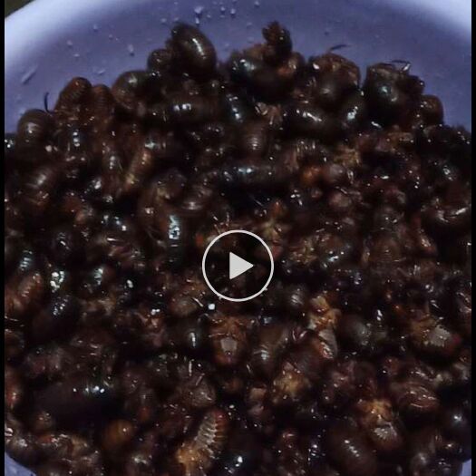 恭城县金蝉 新鲜货