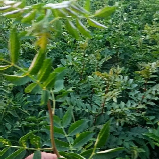 泰安 大红袍花椒苗，成活率高，提供技术指导