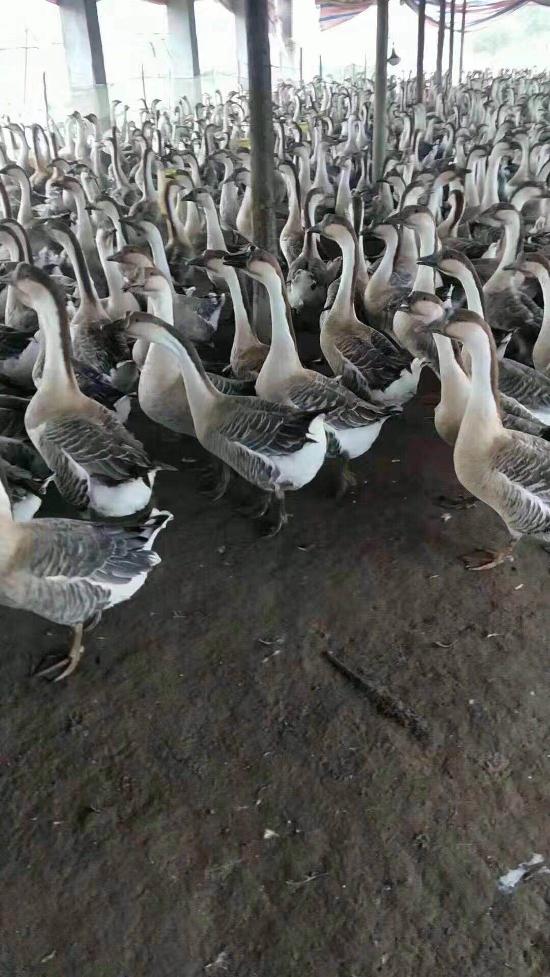 狮头鹅苗 有需要的老板可以联系我