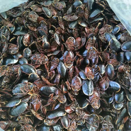 浦北县 大量供应金边土元