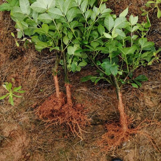 樟树市吴茱萸苗 大量现货供应中花吴茱萸扦插苗