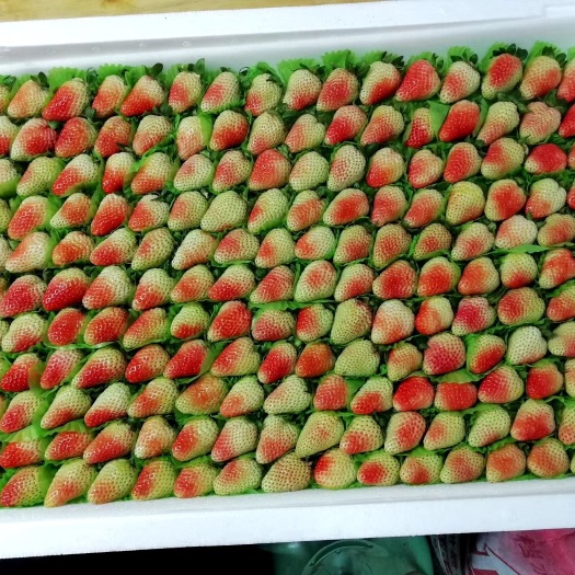 巧家县红颜草莓 果形好，口味佳，价格合理