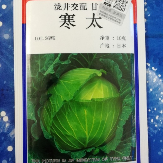 绵阳绿甘蓝种子 日本秋甘蓝种子（寒太）