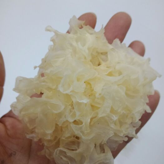 通江县通江银耳 干银耳 朵状银耳 乳白色