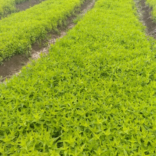 通化县 龙胆草，高质量纯手工，苗子按亩卖，有大量购买的联系我