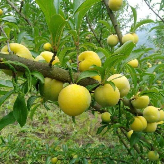 镇宁县 正宗蜂糖李