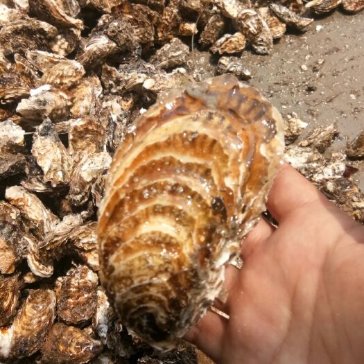 荣成市乳山牡蛎 海水 2两以上到三四两 鲜活水产