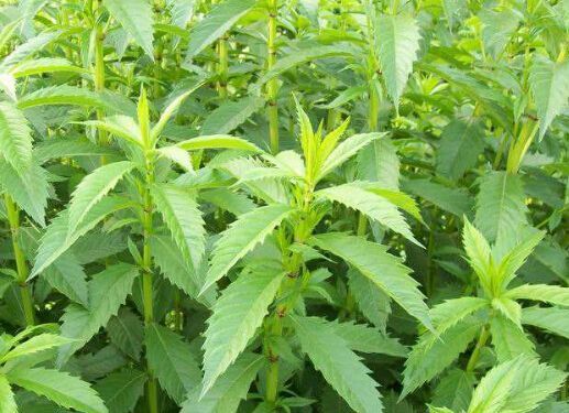 朝阳县 泽兰鲜叶 天然 无污染   运费自理