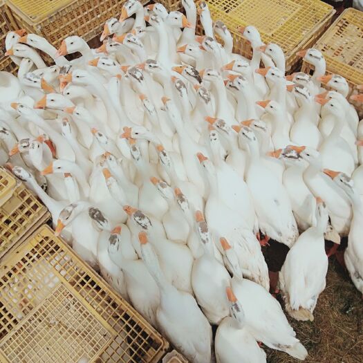鄱阳县 大三花鹅供应
