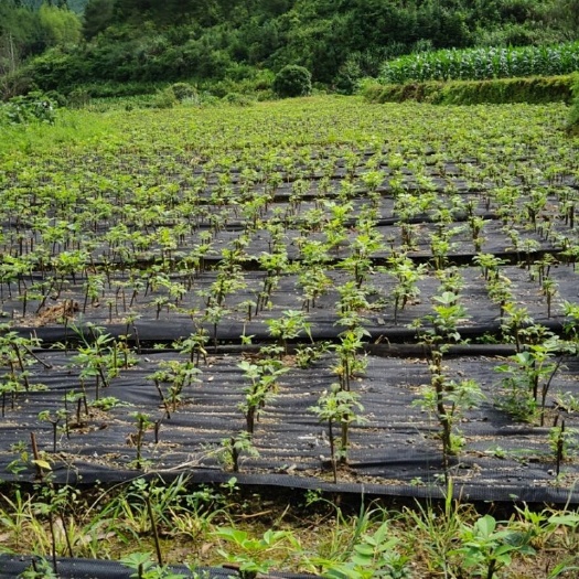 兴安县 中药材，吴茱萸，蔓荆子，苗好价格不一样