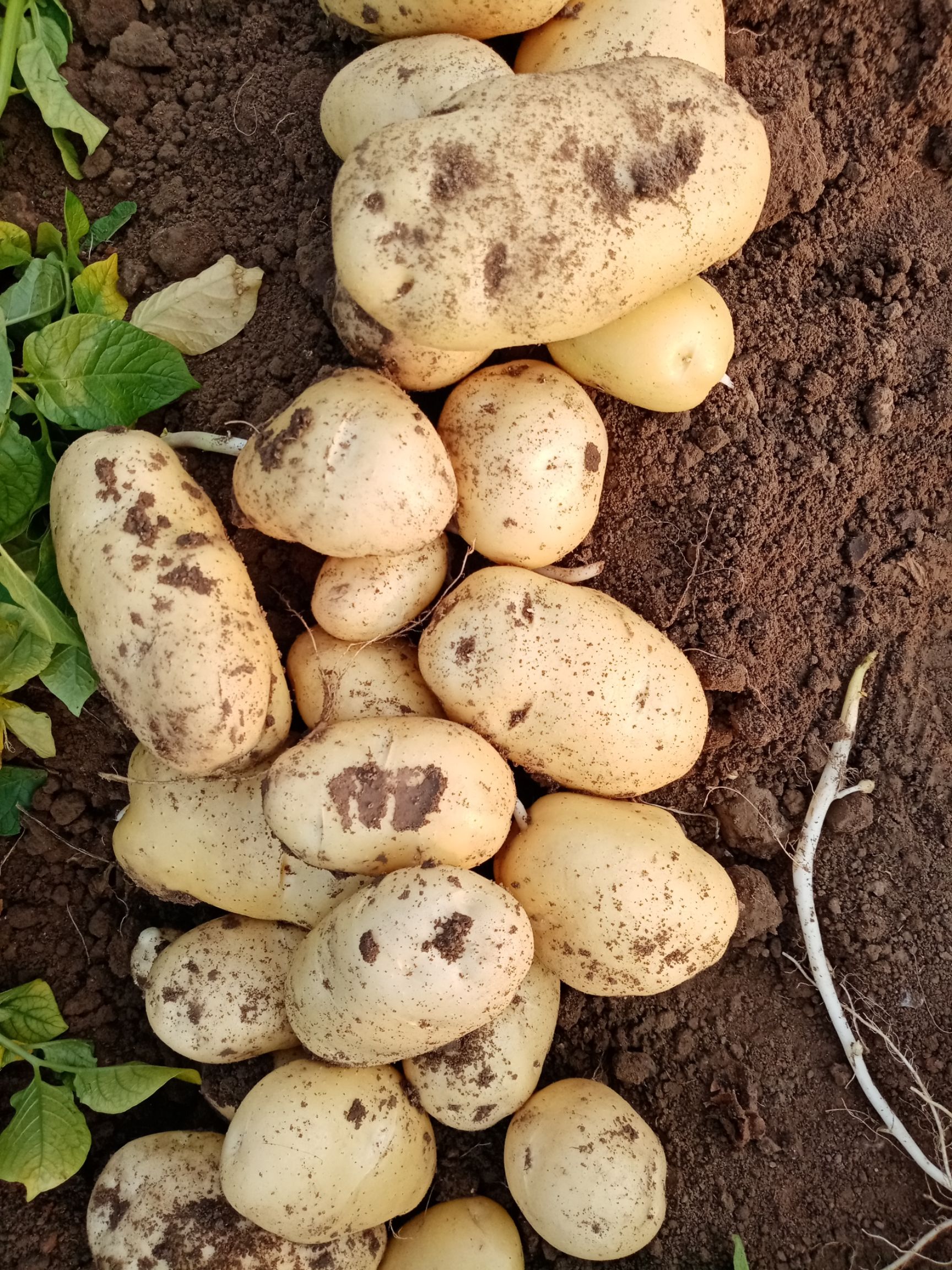  地模土豆已大量上市，二俩以上品象好无青头，欢迎各地老板客商。