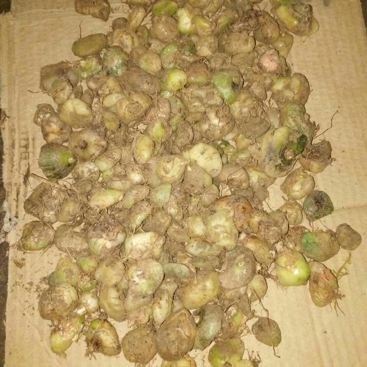 榕江县姜形黄精 块