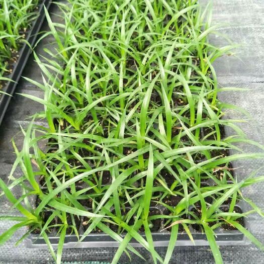 佛山龙血树盆栽  龙血树种苗四季常青观叶盆栽净化空气