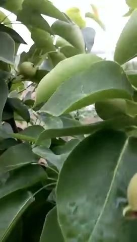 蒙城县晚秋黄梨 95mm以上 600g以上