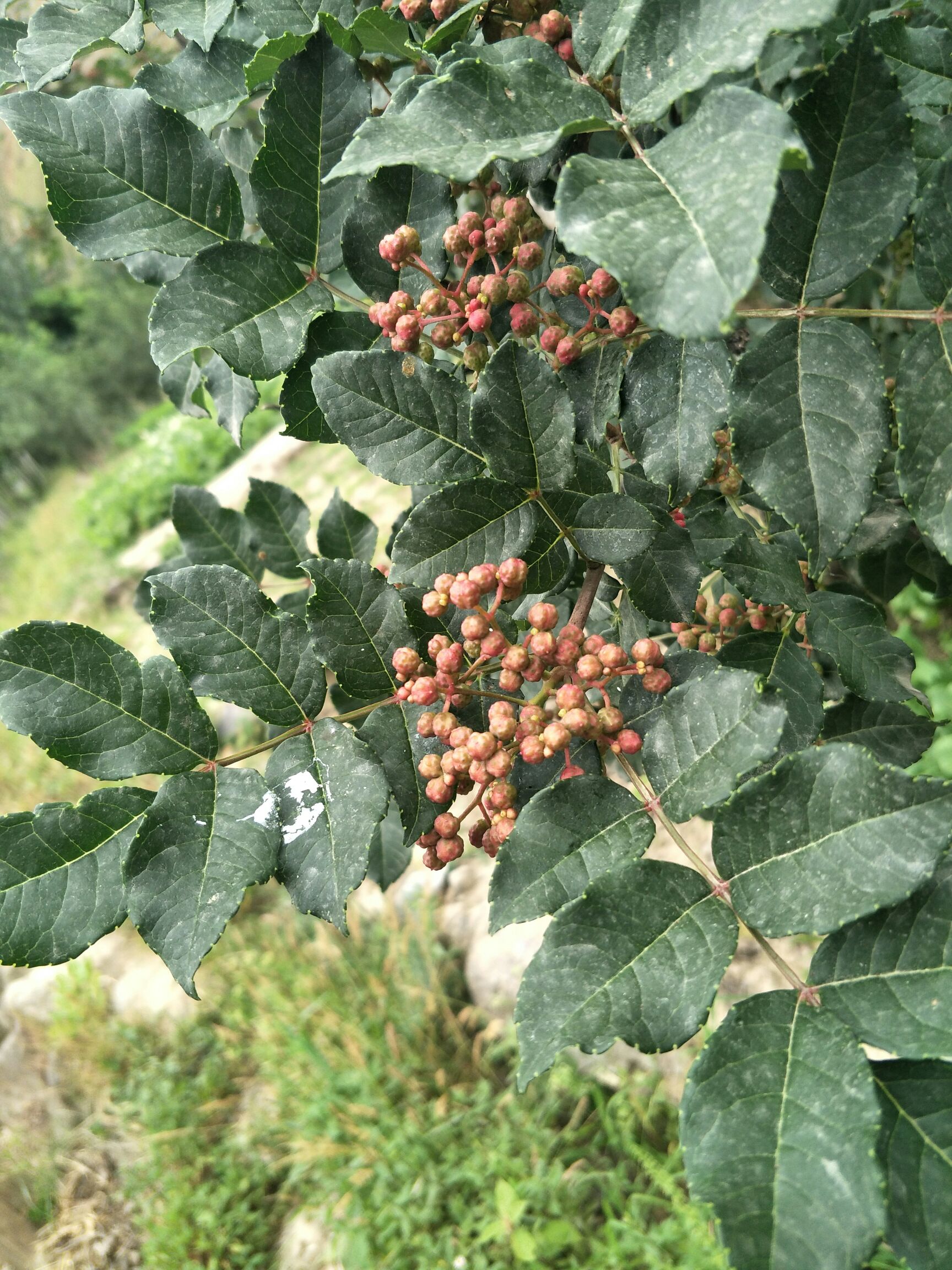 无刺花椒苗  甘肃武都  无刺嫁接改良大红袍花椒苗伏椒提供种