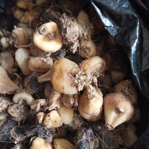 巴东县山慈菇 毛慈菇甩卖，货干，质量好。