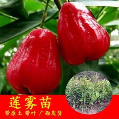 灵山县大叶红莲雾苗 莲雾果苗